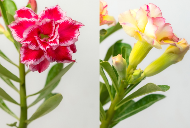 Majestic Duo Bonsai Adenium Combo