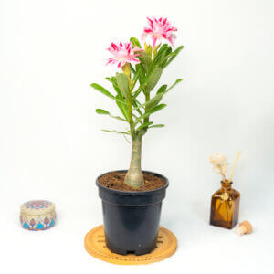 Majestic Sunrise Bonsai Adenium Combo