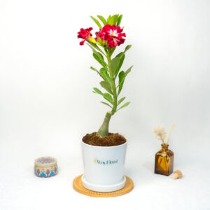 Midnight Elegance Bonsai Adenium Combo