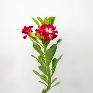 Midnight Snow Bonsai Adenium Combo