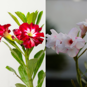 Midnight Snow Bonsai Adenium Combo