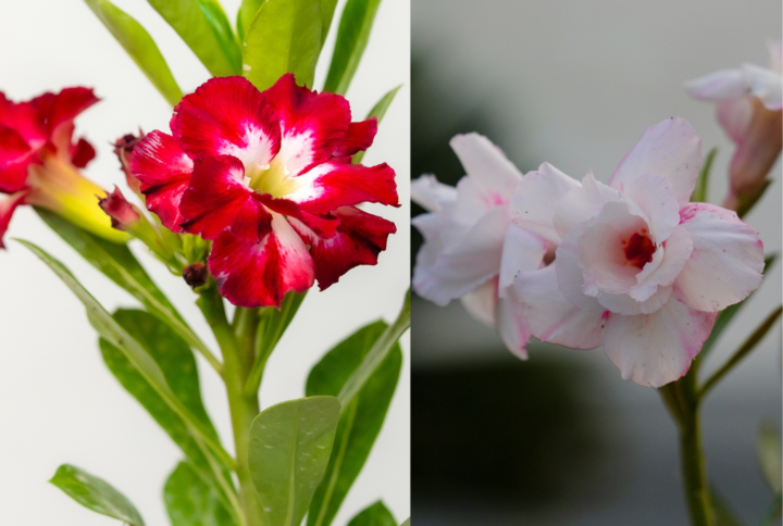 Midnight Snow Bonsai Adenium Combo