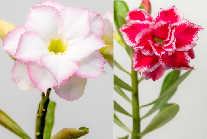 Pearl Dream Bonsai Adenium Combo