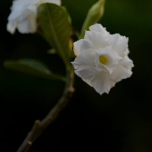 Pure Snow Duo Bonsai Adenium Combo