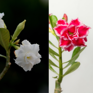 Pure Snow Duo Bonsai Adenium Combo