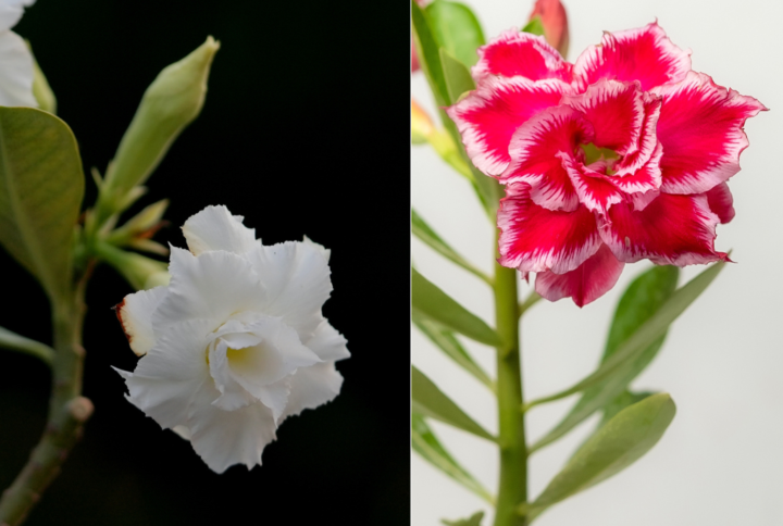 Pure Snow Duo Bonsai Adenium Combo