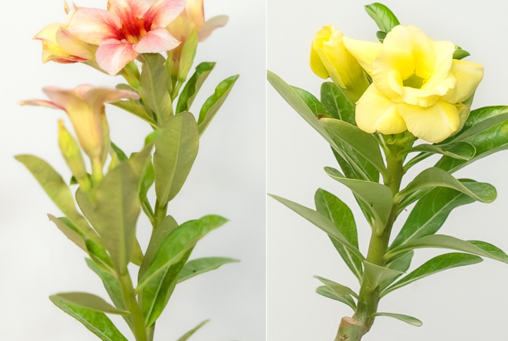 Radiant Pair Bonsai Adenium Combo