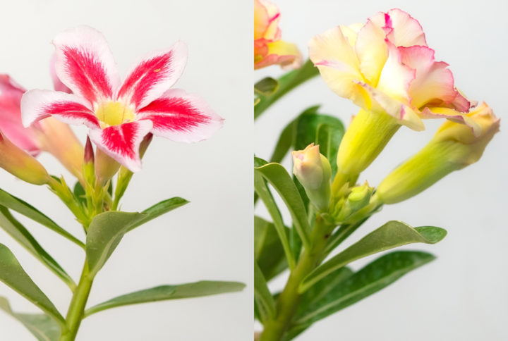 Radiant Rose Bonsai Adenium Combo