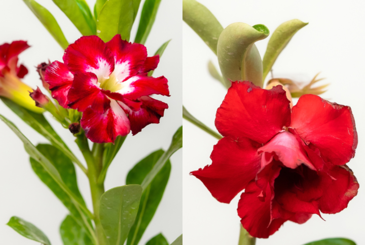 Red Majesty Bonsai Adenium Combo