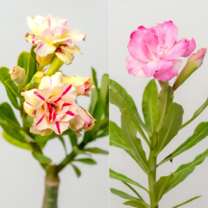 Rosy Delight Bonsai Adenium Combo