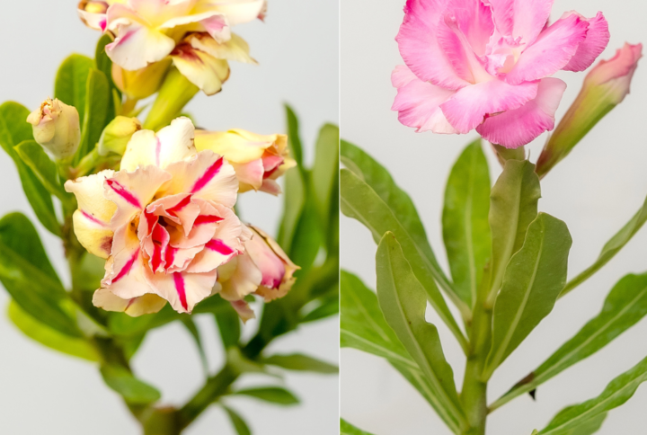 Rosy Delight Bonsai Adenium Combo