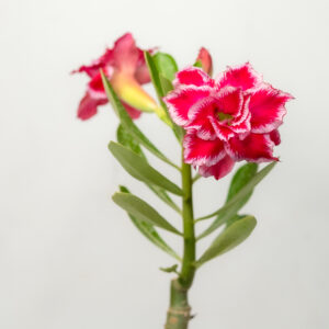 Royal Rose Bonsai Adenium Combo