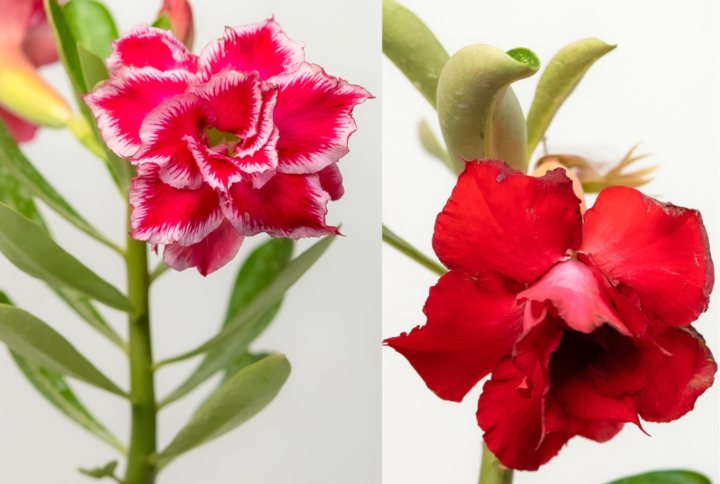 Royal Rose Bonsai Adenium Combo