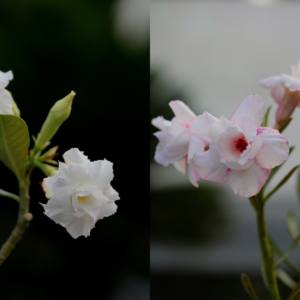 Royal White Duo Bonsai Adenium Combo