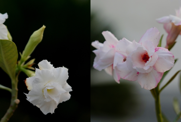 Royal White Duo Bonsai Adenium Combo