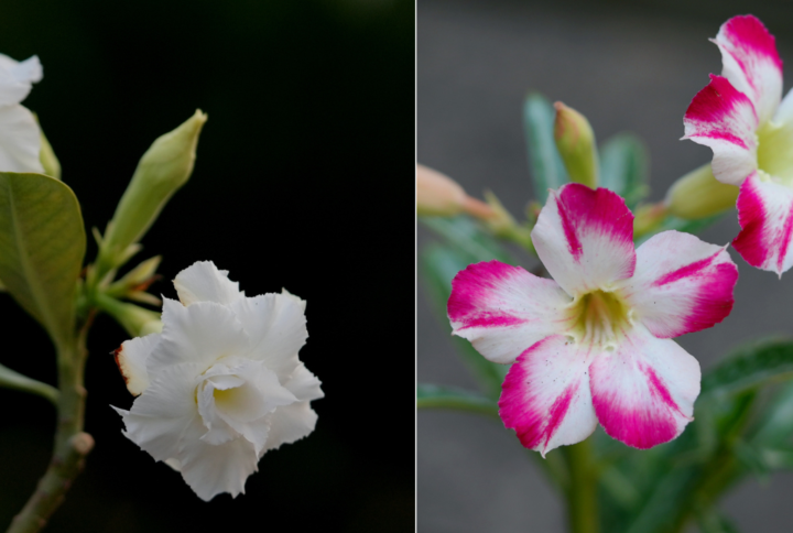 Heavenly White Bonsai Adenium Combo