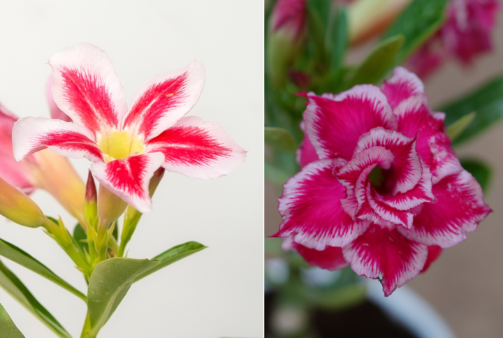 Santa's Secret Bonsai Adenium Combo