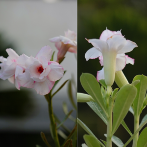 Snowy Glory Bonsai Adenium Combo