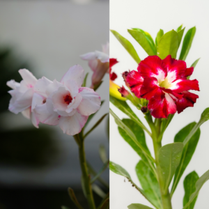 Snowy Night Bonsai Adenium Combo