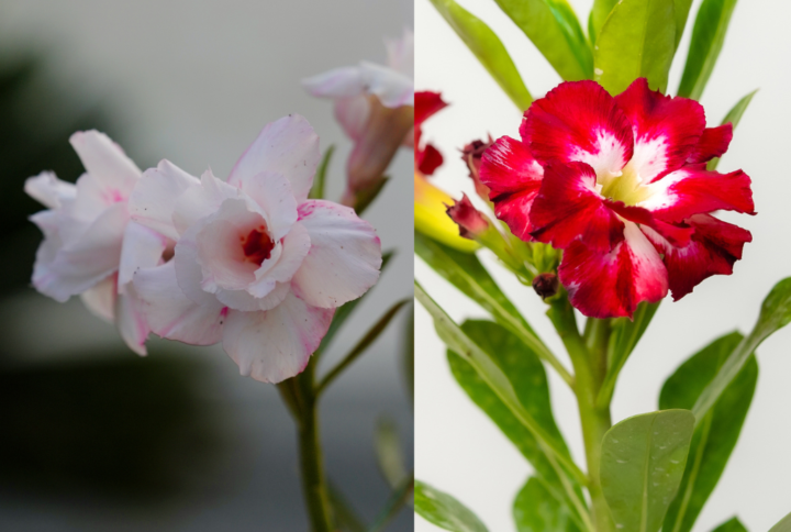 Snowy Night Bonsai Adenium Combo