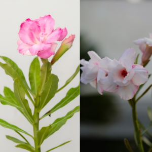 Snowy Rose Duo Bonsai Adenium Combo