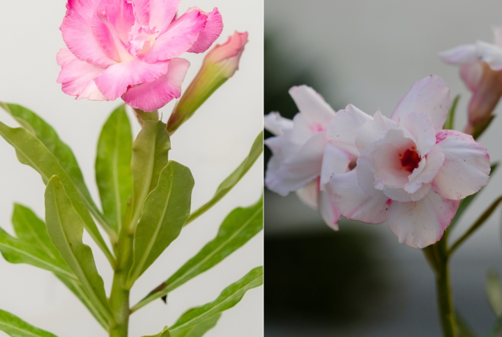 Snowy Rose Duo Bonsai Adenium Combo