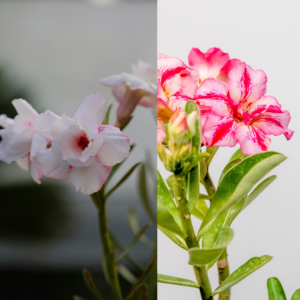 Summer Dream Bonsai Adenium Combo