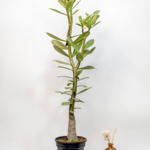 Summer Dream Bonsai Adenium Combo