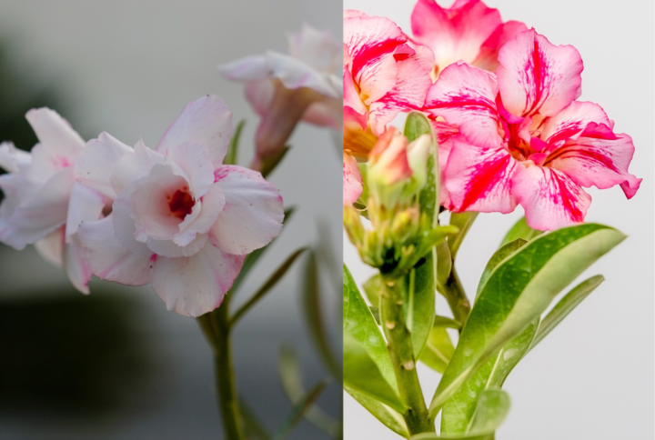 Summer Dream Bonsai Adenium Combo