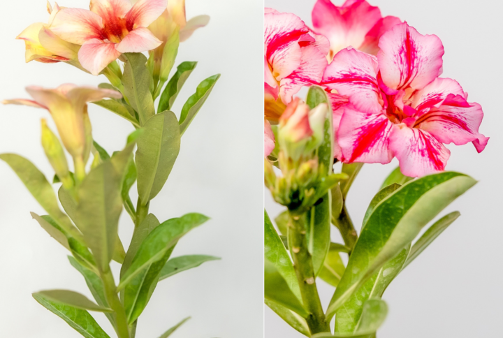 Sunlit Charm Bonsai Adenium Combo