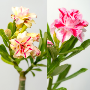 Sunlit Elegance Bonsai Adenium Combo