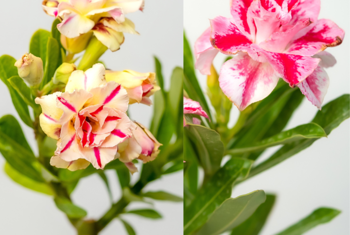 Sunlit Elegance Bonsai Adenium Combo
