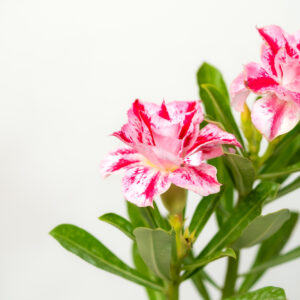 Sunlit Elegance Bonsai Adenium Combo