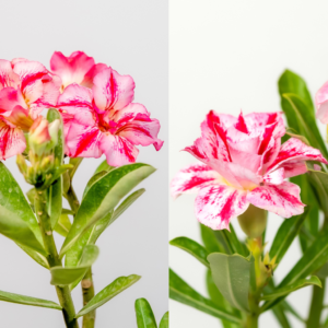 Sunset Breeze Bonsai Adenium Combo