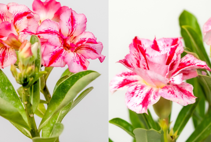 Sunset Breeze Bonsai Adenium Combo