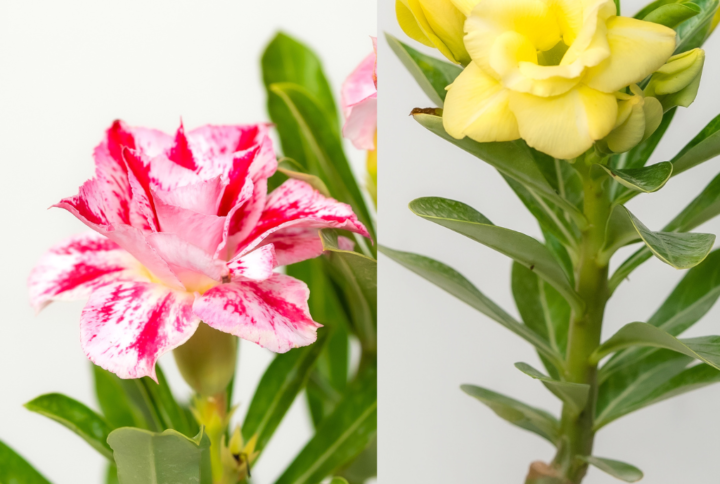 Sunset Charm Bonsai Adenium Combo