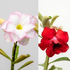 Crimson Pearl Bonsai Adenium Combo