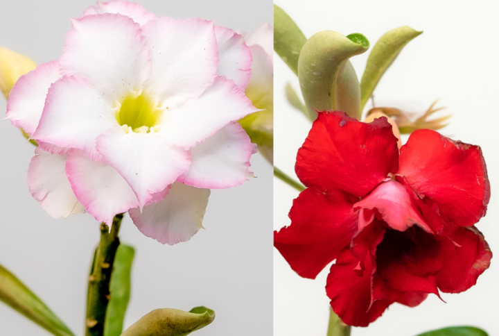 Crimson Pearl Bonsai Adenium Combo