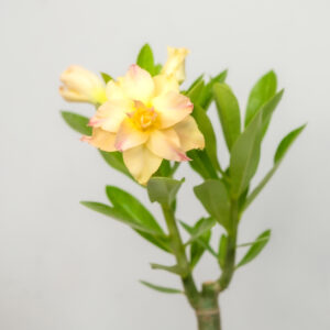 Sunset Rose Bonsai Adenium Combo