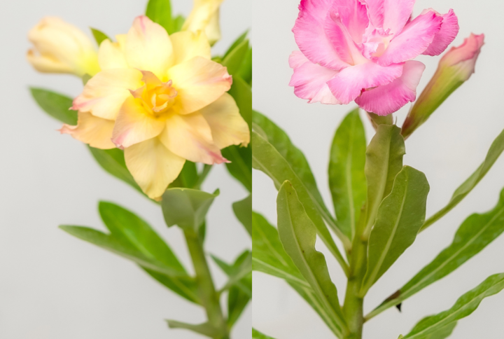 Sunset Rose Bonsai Adenium Combo