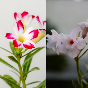 Tranquil White Bonsai Adenium Combo