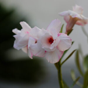 Tranquil White Bonsai Adenium Combo