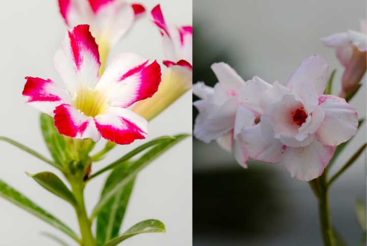 Tranquil White Bonsai Adenium Combo