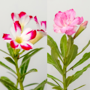 Tricolor Dream Bonsai Adenium Combo