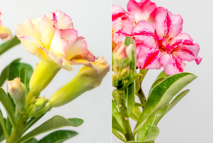 Tropical Bliss Bonsai Adenium Combo