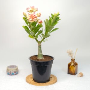 Tropical Radiance Bonsai Adenium Combo