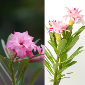 Tropical Rose Bonsai Adenium Combo