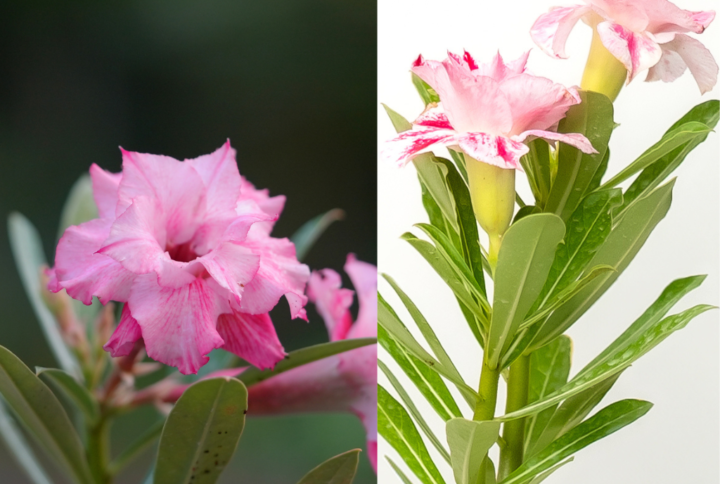 Tropical Rose Bonsai Adenium Combo