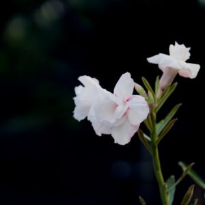 Snowy Rose Duo Bonsai Adenium Combo