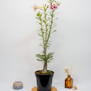 Whispering Desert Bonsai Adenium Combo